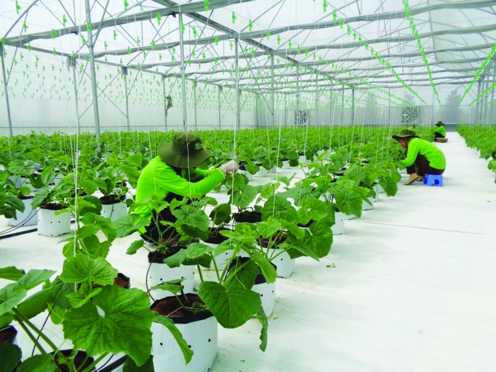 Cung ứng lao động thời vụ cho nhà máy Ninh Bình